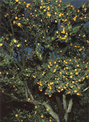 津久見みかん園